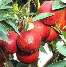 Lemon (Tree Citrus limon fruit) for planting in garden