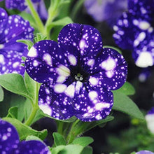 Petunia Seeds for growers seeking a long-blooming display