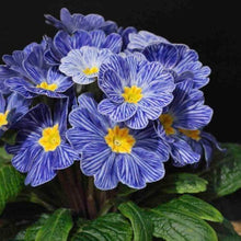 Mini Primrose Seeds (Primula spp.) for a bright addition to the Flower Bed & Shade Garden