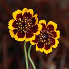 Cosmidium Brunette Seeds for gardeners building out beds and borders