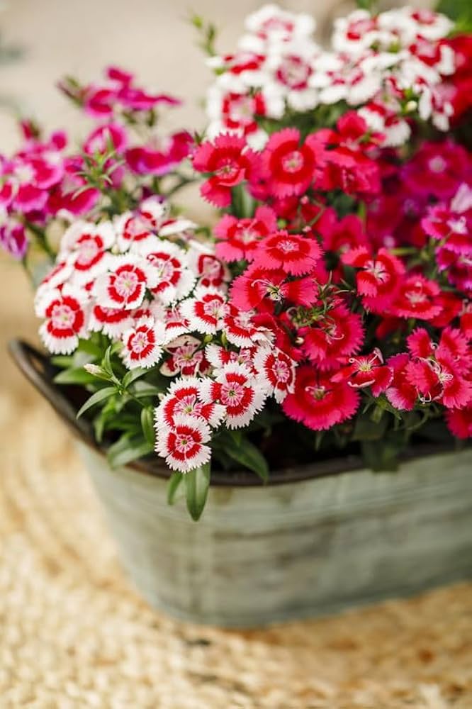Dianthus Barbatus Flower Seeds