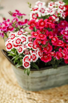 Dianthus Barbatus Flower Seeds
