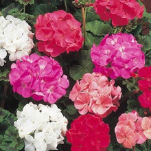 White Lightning Geranium Seeds (Pelargonium x hortorum) for gardeners building out beds and borders
