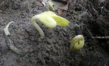 Bonsai Red Bean Seeds (Vigna angularis) for productive rows in the Garden