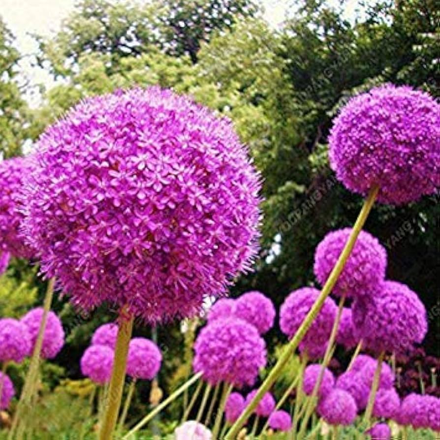 Purple Giant Leek seeds for garden and rare flower cultivation