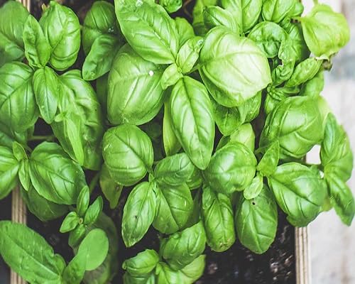 Basil Plants for a fragrant addition to the herb patch