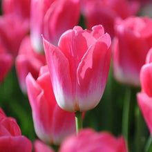 Plant Seeds (Rainbow tulip) for colorful blooms in the backyard gardening or balcony pots