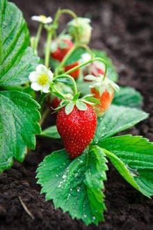 Mini Strawberry seeds for sweet strawberries