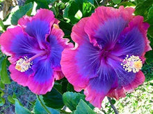 Hibiscus Rosa-Sinensis Rare Purple Seeds known for home Tropical Landscaping