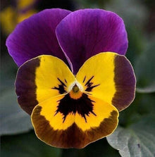 Viola Engel Blueberry Glow Seeds prized for striking Violet Flowers