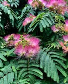 Albizia Seeds for growers establishing the Flower Pot Plants, DIY Home Garden