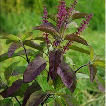 Black Basil Plants for cooks growing their own fresh herbs
