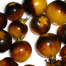 Bumblebee Tomato Seeds (Solanum lycopersicum) prized among growers for colorful heirloom tomato planting