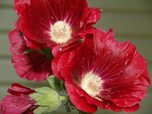 Hollyhock flower Seeds (Alcea rosea) for colorful blooms in the backyard garden or tall flower beds