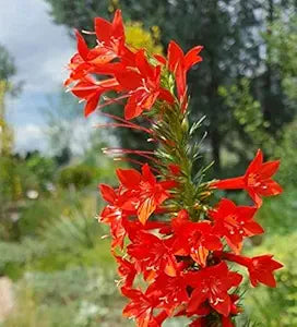 Standing Cypress Ipomopsis rubra flower seeds for planting in pollinator and wildflower gardens