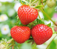 Toscana Strawberry Fragaria × ananassa for planting in balcony pots