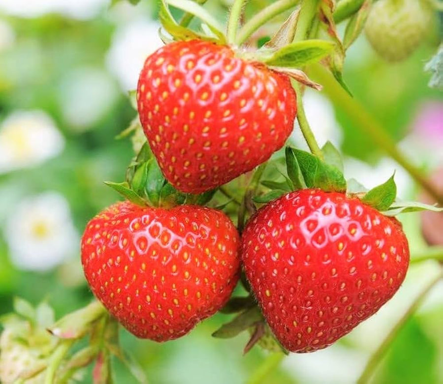 Toscana Strawberry Fragaria × ananassa for planting in balcony pots