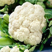 Snowball Cauliflower Seeds for reliable seasonal color
