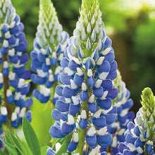 Sweet Blue Lupine Seeds grown for beautiful Nutrient-Rich Soil