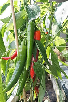 Cherry Pepper Seeds (Annuum patio) for growers stocking the Capsicum garden spice corner