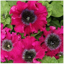 Mixed Color Petunia Seeds for growers seeking a long-blooming display