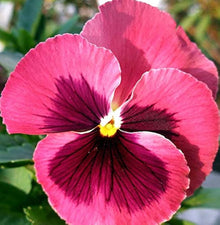 Pansy Seeds for a colorful addition to any planting