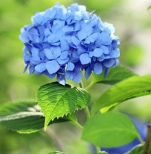 Blue Hydrangea Seeds valued for elegant Blue Blooms