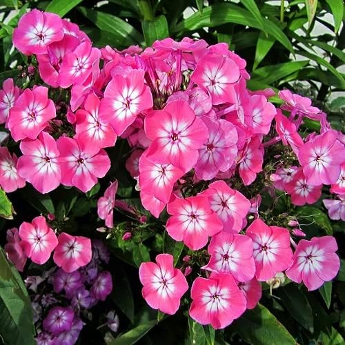 ANTER Phlox Leopoldii pink flower seeds for planting