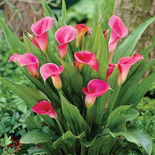Calla Lily Zantedeschia Aethiopica Giant Seeds for colorful blooms in the Backyard Garden Beds