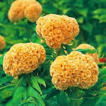 Cockscomb Seeds (Celosia cristata) for colorful blooms in the home garden and decorative borders