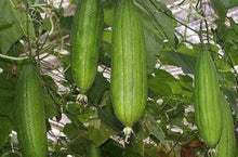 Army Green: One Packaging Loofah Sponge Pumpkin Seeds for a productive addition to the vegetable patch