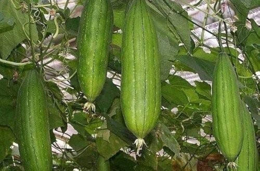 Loofah sponge pumpkin seeds for vegetable and flower gardens