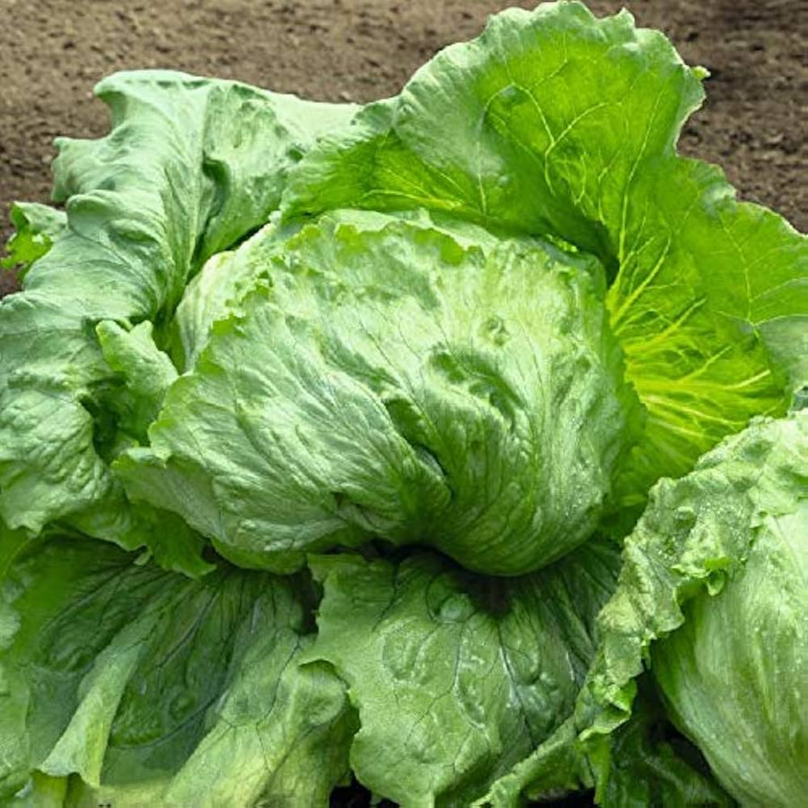 Great Lakes Iceberg lettuce seeds for fresh garden salad