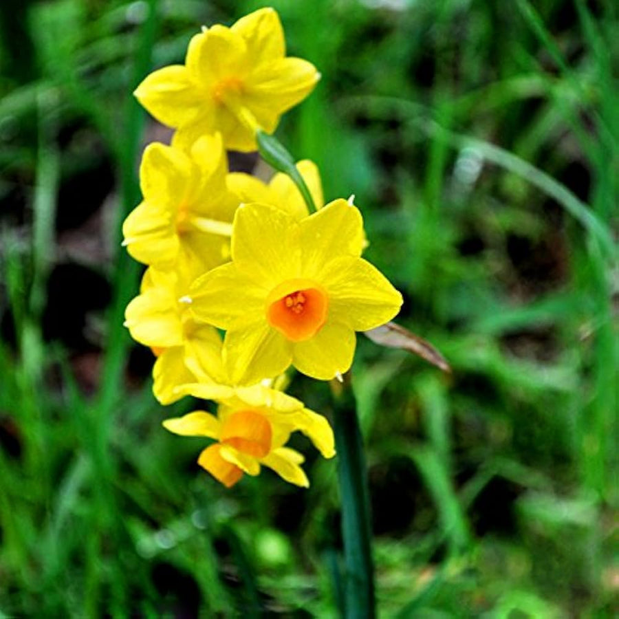 Daffodil Narcissus Pseudonarcissus Flower Seeds for Planting in Home Garden and Spring Borders - for planting in home garden