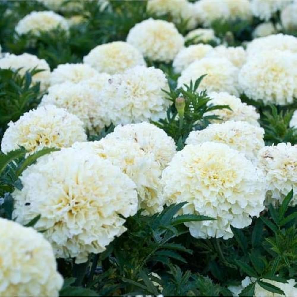 Marigold Flower ��������� Tagetes spp. ��������� for planting in white garden