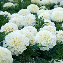 Marigold Flower ��������� Tagetes spp. ��������� for planting in white garden