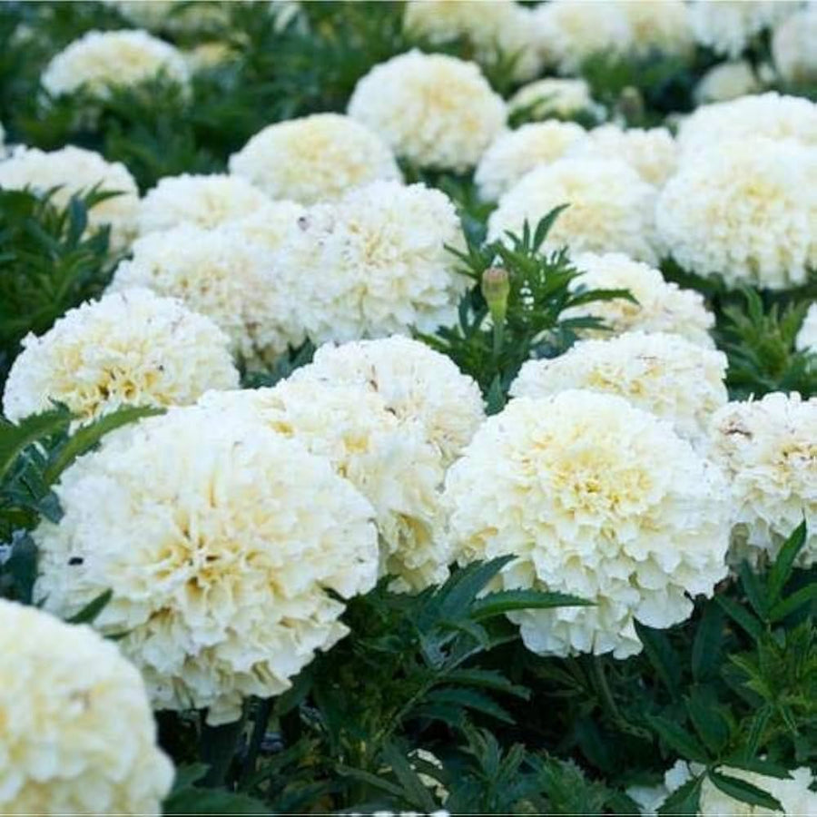 Marigold Flower ��������� Tagetes spp. ��������� for planting in white garden