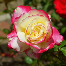 Double Delight Hybrid Tea Rose Seeds (Rosa hybrid) for growers filling out the Flower Bed