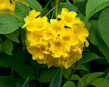 Brassica Oleracea Seeds for seasonal color across the Light Yellow Garden