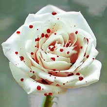 Rose Rosa Hybrida White Drop of Blood Flower Seeds for Planting – Unique Bloom for Decorative Garden Displays