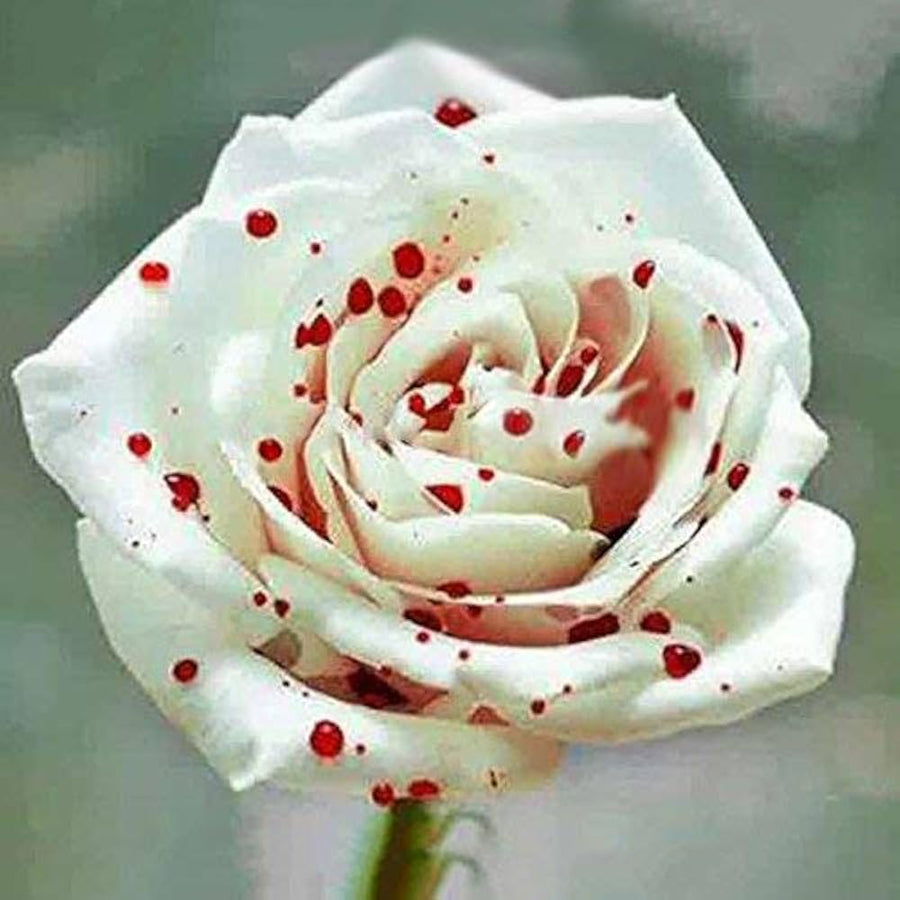 Rose Rosa Hybrida White Drop of Blood Flower Seeds for Planting – Unique Bloom for Decorative Garden Displays