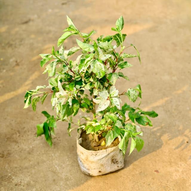 Mixed Chrysanthemum Flower - for planting in home garden