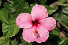 Hibiscus Seeds (Hibiscus rosa-sinensis) for a lasting display in the Flower Bed