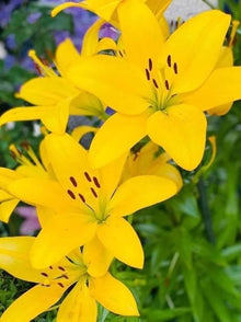 Double Lily Lilium Bulbs for seasonal color across the Garden