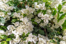Bougainvillea Vera White Seeds for a colorful addition to any planting