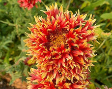 Drought-Tolerant Gaillardia Seeds for growers seeking a long-blooming display