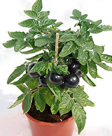 Nyagous Black Tomato Seeds for growers stocking a kitchen garden