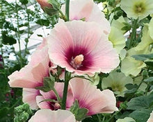 Pink and white hollyhock flower Seeds (Alcea rosea) for a lasting display in the home garden or pots