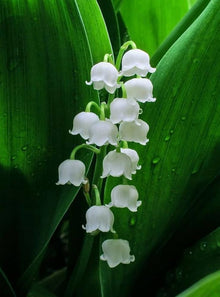 Lily of the Valley Seeds (Majalis shade) for seasonal color across the Convallaria garden flower border