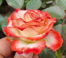 Rose Seeds (Rosa hybrida) for seasonal color across the vertical garden or backyard trellis